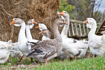 Geese