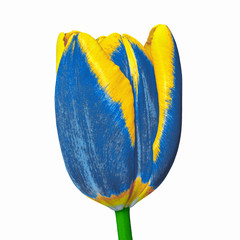 Fototapeta na wymiar Blue yellow tulip flower isolated on a white background. Close-up. Flower bud on a green stem.