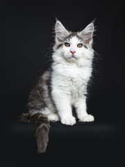Fototapeta na wymiar Black tabby with white Maine Coon cat / kitten sitting isolated on black background with tail hanging over edge