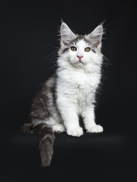 Black tabby with white Maine Coon cat / kitten sitting isolated on black background with tail hanging over edge