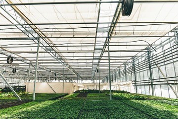 Modern large greenhouse or hothouse, cultivation and growth seeds  of ornamental plants, flower nursery inside interior. Business agriculture botanical gardening