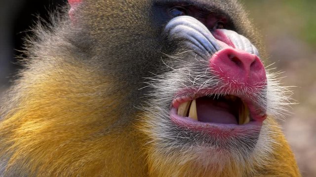 Mandrill (Mandrillus sphinx) portrait
