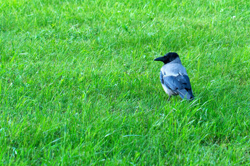 Hooded crow or Corvus cornix on grass
