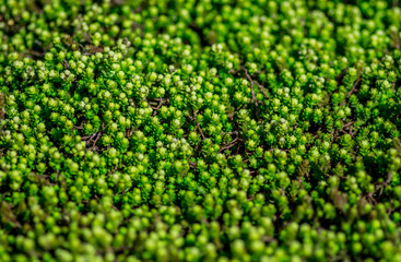 zielony dywan z roślin - obrazy, fototapety, plakaty