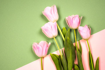 spring flowers banner - bunch of pink tulip flowers on blue sky background.