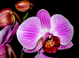 Fototapeta na wymiar fioletowa orchidea