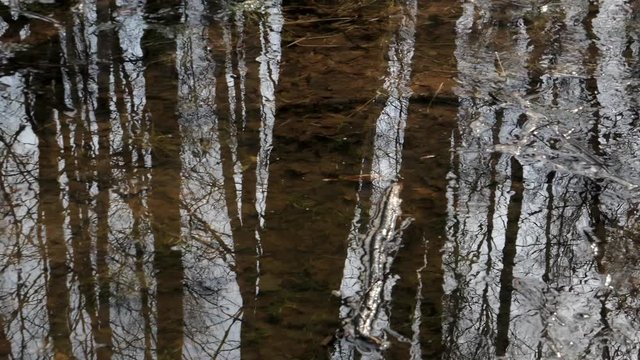 Spring Flood In The Forest And Trees Are Reflected In The Water