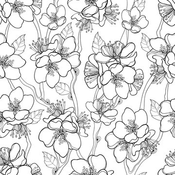 Vector seamless pattern with outline blooming Apricot flower bunch, branch and ornate leaves in black on the white background. Blossoming contour Apricot flowers for spring design and coloring book.