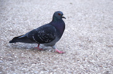 one pigeon is on the pavement