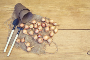 onion, garden tools and peat pots on wooden background