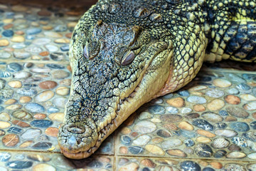 Sleeping Nile crocodile or Crocodylus niloticus