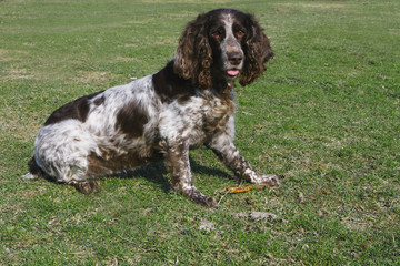 Brown spotted russian spaniel on the green grass