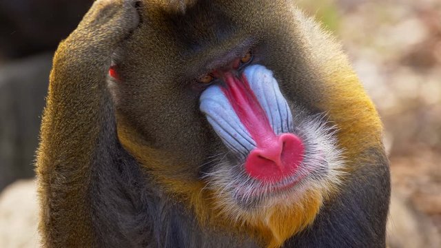 Mandrill (Mandrillus sphinx) gesturing
