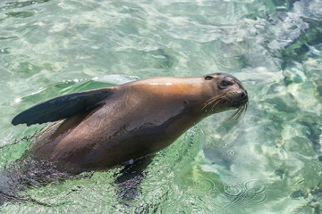 Obraz premium Lew morski z Galapagos w pływaniu w oceanie na Wyspach Galapagos. Zwierzęta i przyroda na Galapagos, Ekwador, Ameryka Południowa. Słodkie zwierzaki