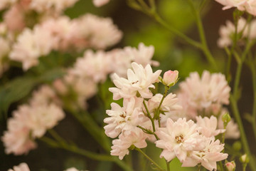 Bush of light pink climbing roses. Delicate floral light pink background. Branch of curly rose