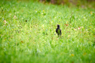 Common starling searching for food