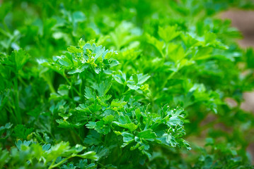 Parsley (Petroselinum crispum)