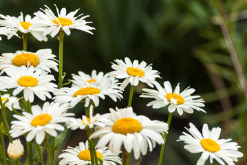 Field of white daisy flowers. Camomile.Flower background