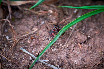 Ant climbing a leaf