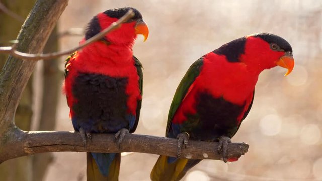 Black-capped lory (Lorius lory erythrothorax)