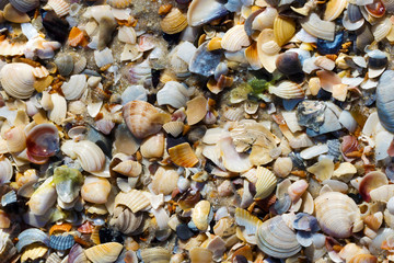 Seashells on wet sand beach at hot sun summer day