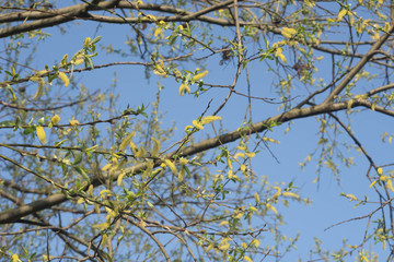 blooming