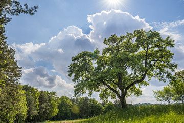 Obstbaum am Waldrand in der Sonne