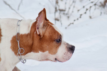 American staffordshire terrier close up. Pet animals.