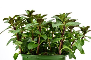 Gardening, cultivation,farming and care of aromatic plants concept: fresh peppermint isolated on a white background.