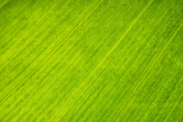 Green leaf close-up. Cell structure. Background or pattern.