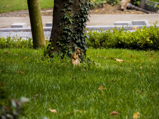 Squirrel Alvin