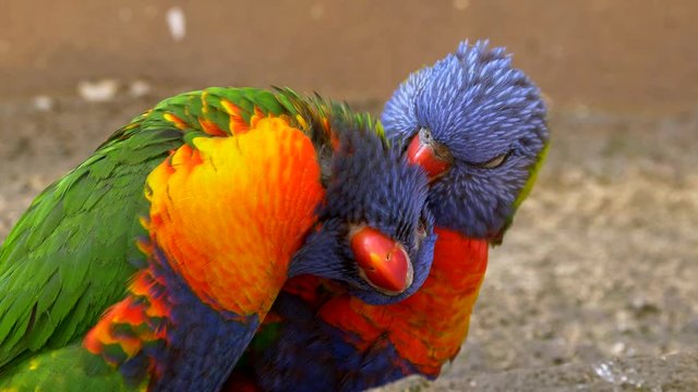 Rainbow lorikeet (Trichoglossus moluccanus) couple in love