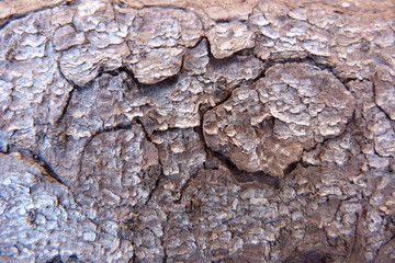 bark of the tree old wood croaker surface of the board close-up back plank crack