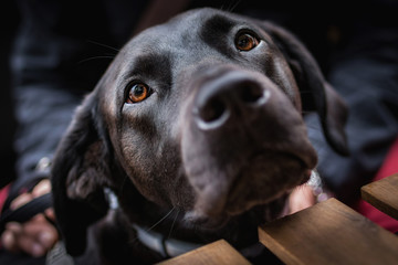 Primo piano del muso di un cane nero 