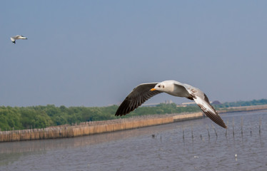 Seagulls are flying at the sea.