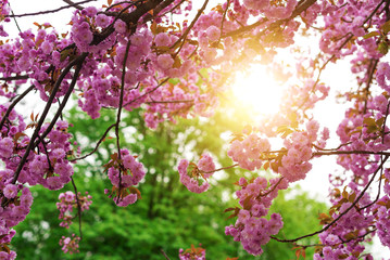 Blooming Japanese cherry tree or sakura in the spring.