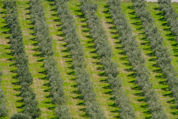 Vue aérienne sur la plantation des oliviers.