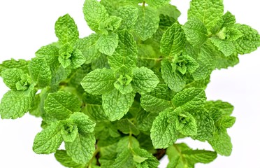 Gardening, cultivation,farming and care of aromatic plants concept:  fresh mint plants isolated on a white background.