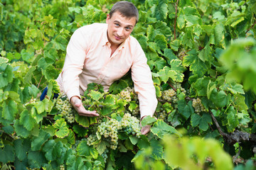 Vintner checking wine grape and leaves in summer day