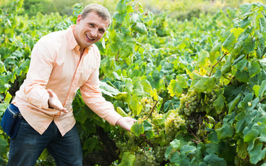 farmer near grapes in vineyard .