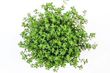 Gardening, cultivation,farming and care of aromatic plants concept: fresh seedlings of aromatic lemon thyme isolated on a white background.