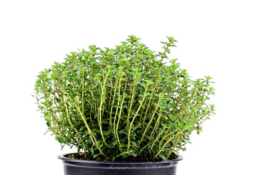 Gardening, cultivation,farming and care of aromatic plants concept: fresh seedlings of aromatic lemon thyme isolated on a white background.