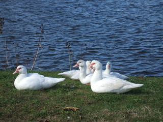 Ducks in Ocean Grove, New Jersey