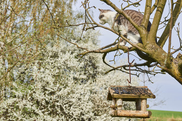A curious Cat has climbed on a tree with a bird feeder. Looking for birds. Cat hunting