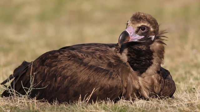 Cinereous Vulture (Aegypius monachus), Castilla Leon, Spain