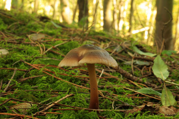 chamignon inocybe de cook