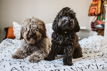 Sweet black small poodle and brown spanish water dog, sitting on top of the bed playing with each other showing funny faces. Lifestyle photography.