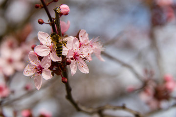Bee on Flower