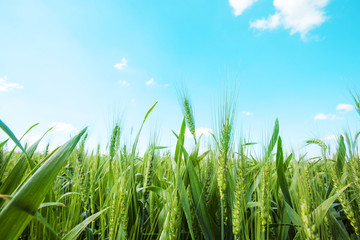 Photo from below green wheat ears against the blue sky with a bright summer sun. Photo close-up from bottom.