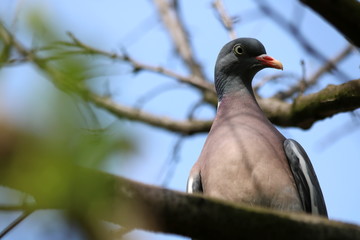 Wood Pigeon (Columba palumbus) 